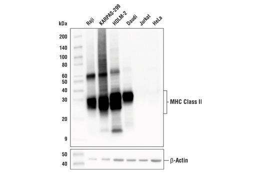undefined Image 8: Late-Onset Alzheimer's Disease Risk Gene Antibody Sampler Kit