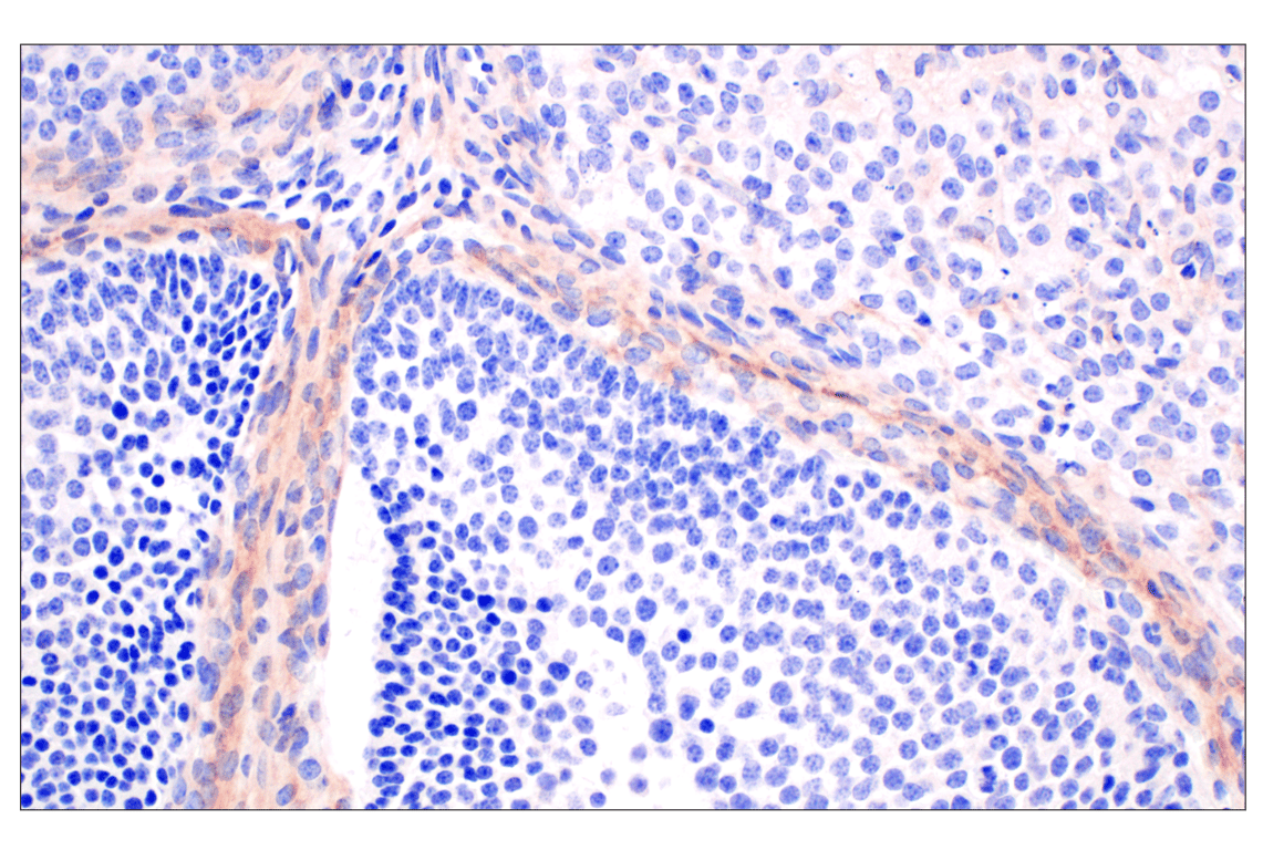 Immunohistochemistry Image 6: GLIPR2 (F7H7V) Rabbit Monoclonal Antibody