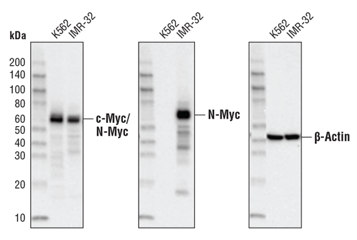 Western Blotting Image 3: c-Myc/N-Myc (D3N8F) Rabbit Monoclonal Antibody (BSA and Azide Free)