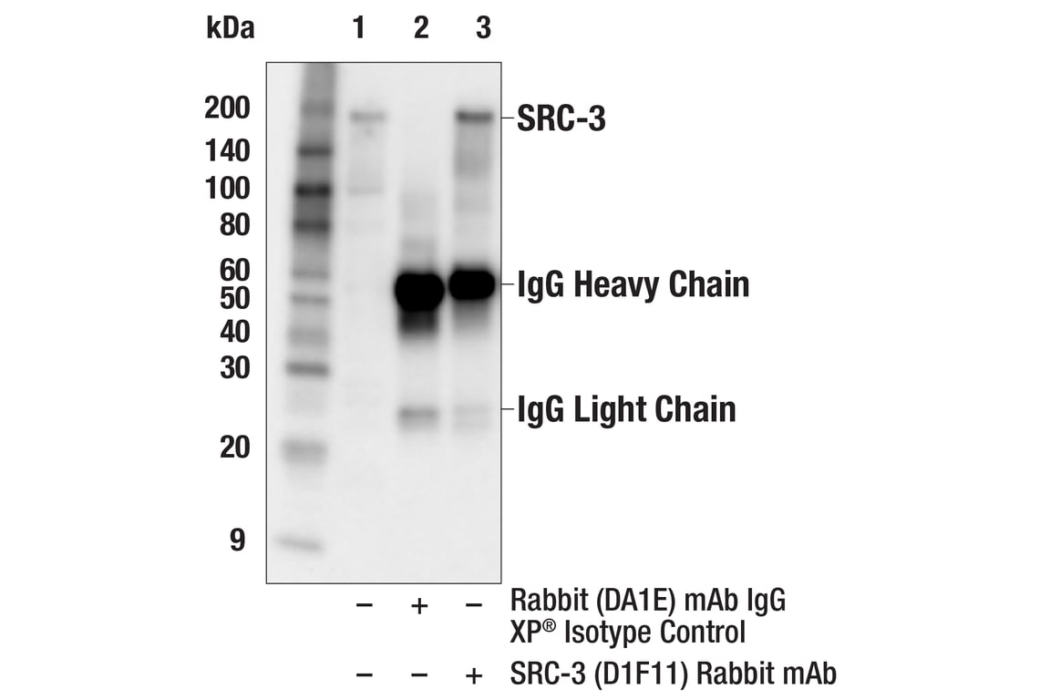 Immunoprecipitation Image 1: SRC-3 (D1F11) Rabbit Monoclonal Antibody