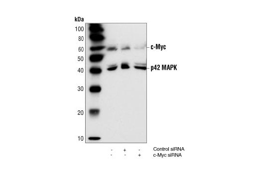 undefined Image 2: SignalSilence<sup>®</sup> c-Myc siRNA I