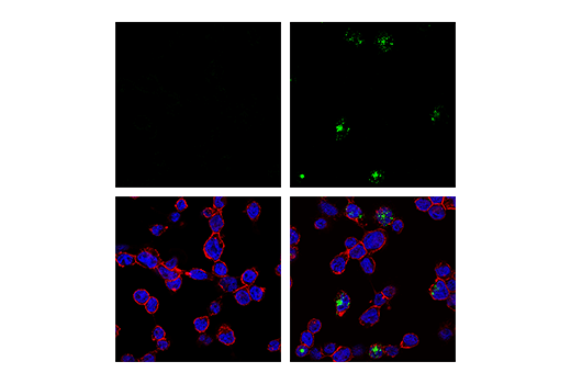 Human-Reactive STING Pathway Antibody Sampler Kit | Cell