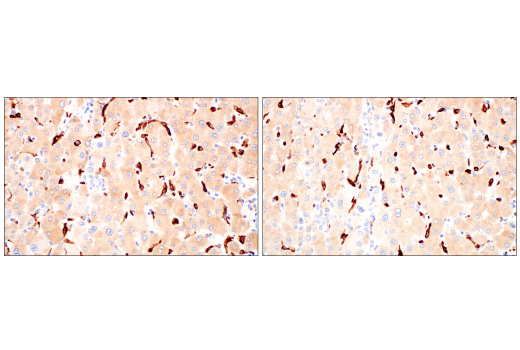 Immunohistochemistry Image 9: HO-1 (E8B7A) Rabbit Monoclonal Antibody