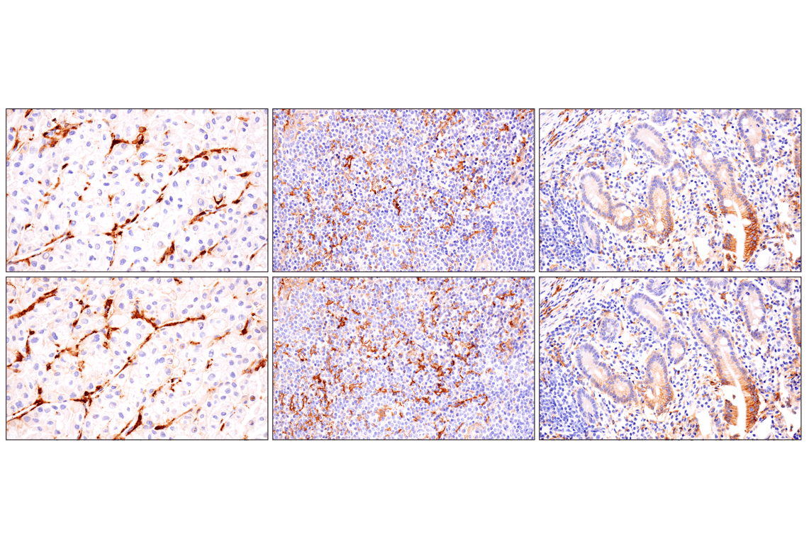 Immunohistochemistry Image 6: SLC40A1/Ferroportin-1 (F9U5S) Rabbit Monoclonal Antibody (BSA and Azide Free)