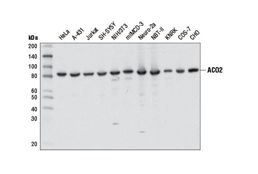 Western Blotting Image 1: ACO2 (D6D9) XP<sup>®</sup> Rabbit mAb