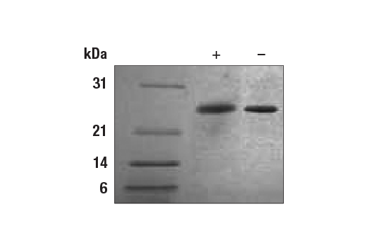 undefined Image 2: Human/Mouse FGF-8 Recombinant Protein