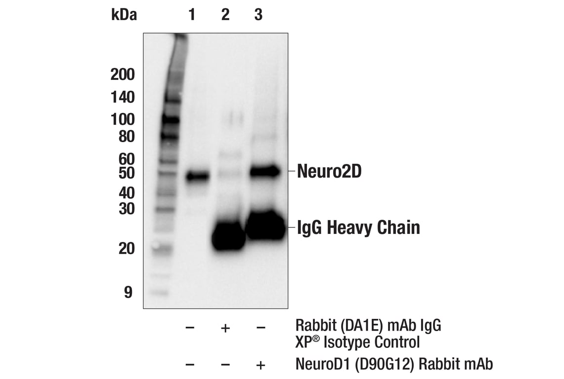 Immunoprecipitation Image 1: NeuroD1 (D90G12) Rabbit Monoclonal Antibody