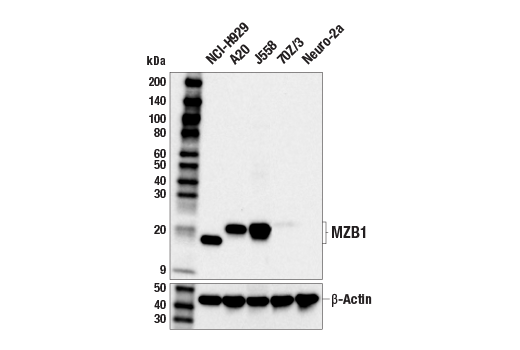 Western Blotting Image 2: MZB1 (E8V4N) Rabbit Monoclonal Antibody