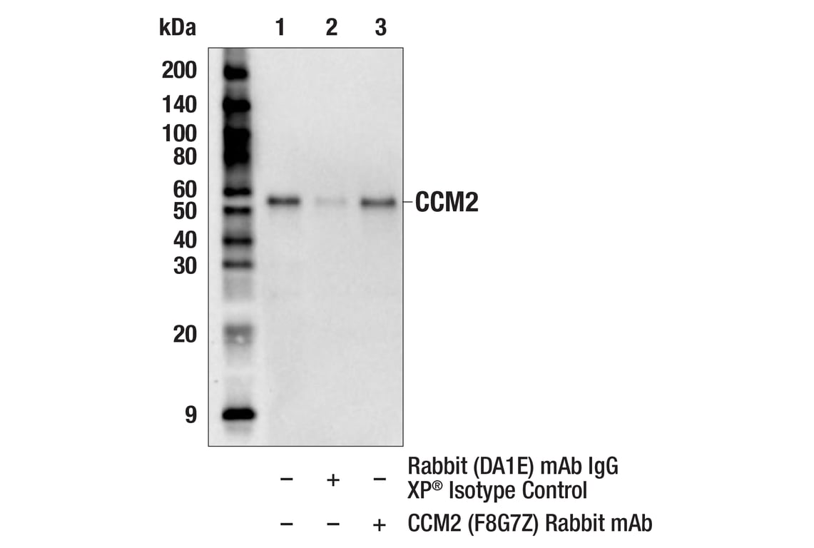 Immunoprecipitation Image 1: CCM2 (F8G7Z) Rabbit Monoclonal Antibody