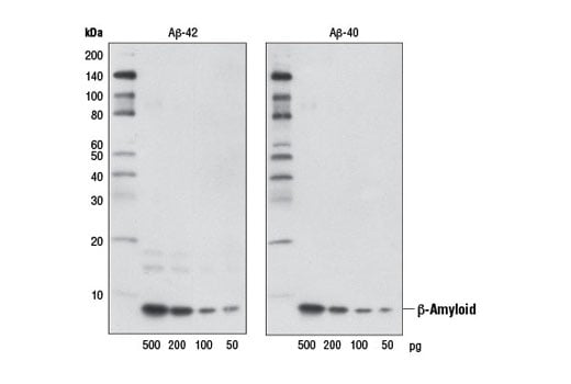 Western Blotting Image 2: beta-Amyloid (D54D2) Rabbit Monoclonal Antibody