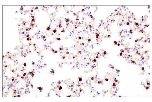 Immunohistochemistry Image 9: Lysozyme C-1/2 (E2K5R) Rabbit Monoclonal Antibody