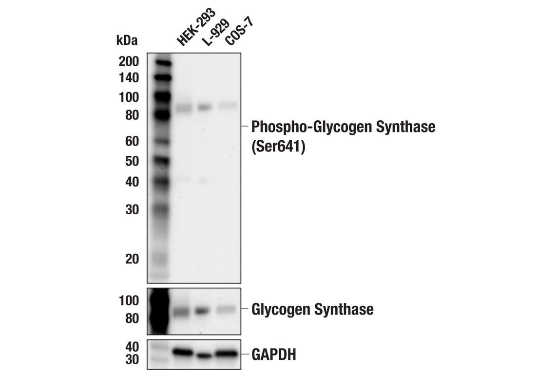 Western Blotting Image 2: Phospho-Glycogen Synthase (Ser641) Antibody