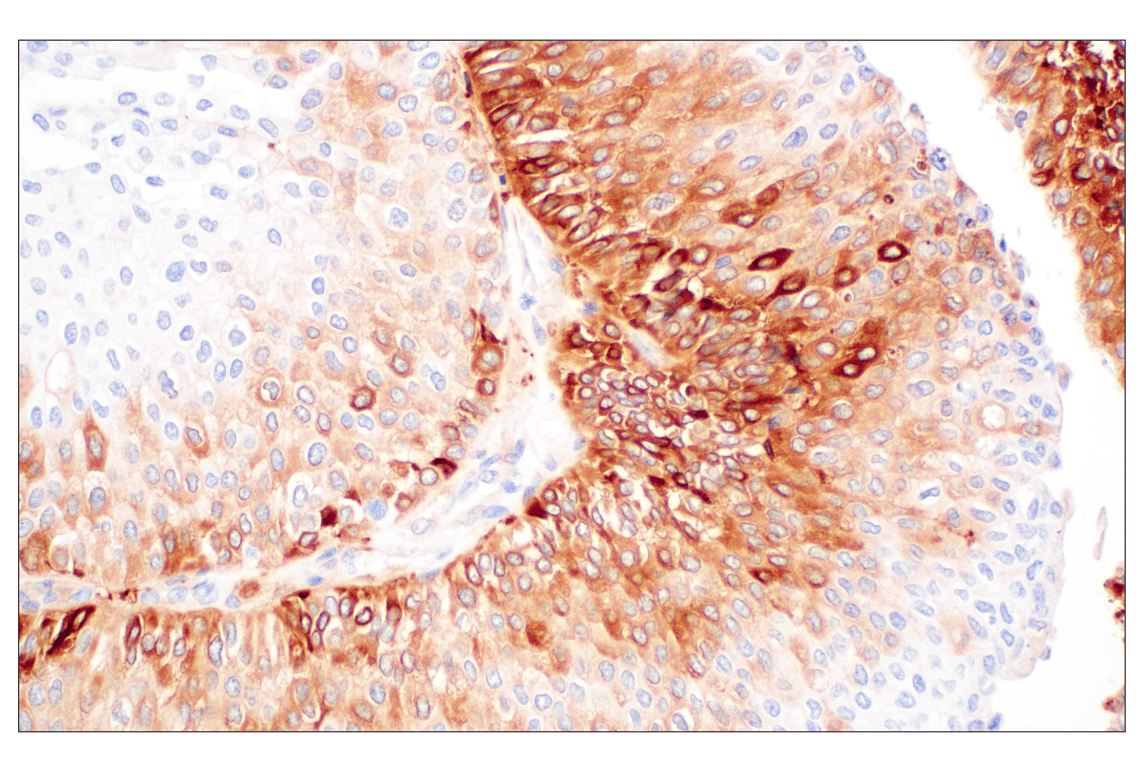 Immunohistochemistry Image 4: FTL (F9O4I) Rabbit Monoclonal Antibody