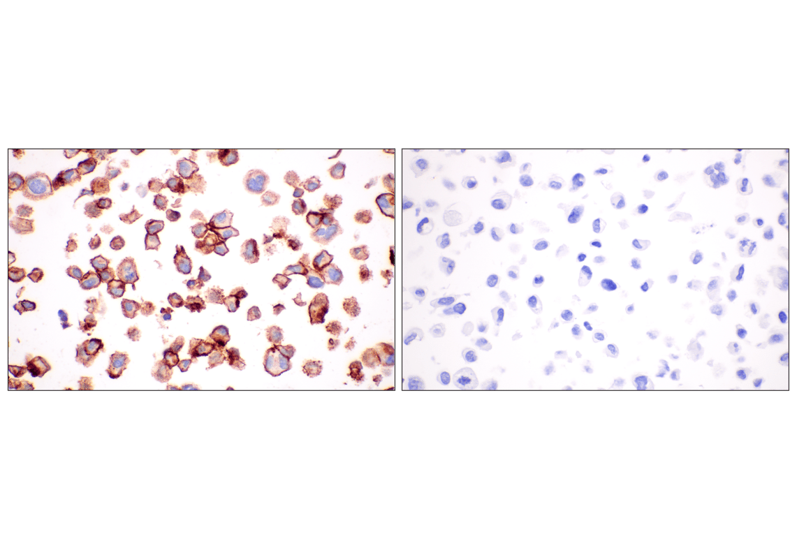 Immunohistochemistry Image 5: GFR alpha1 (F7R3F) Rabbit Monoclonal Antibody