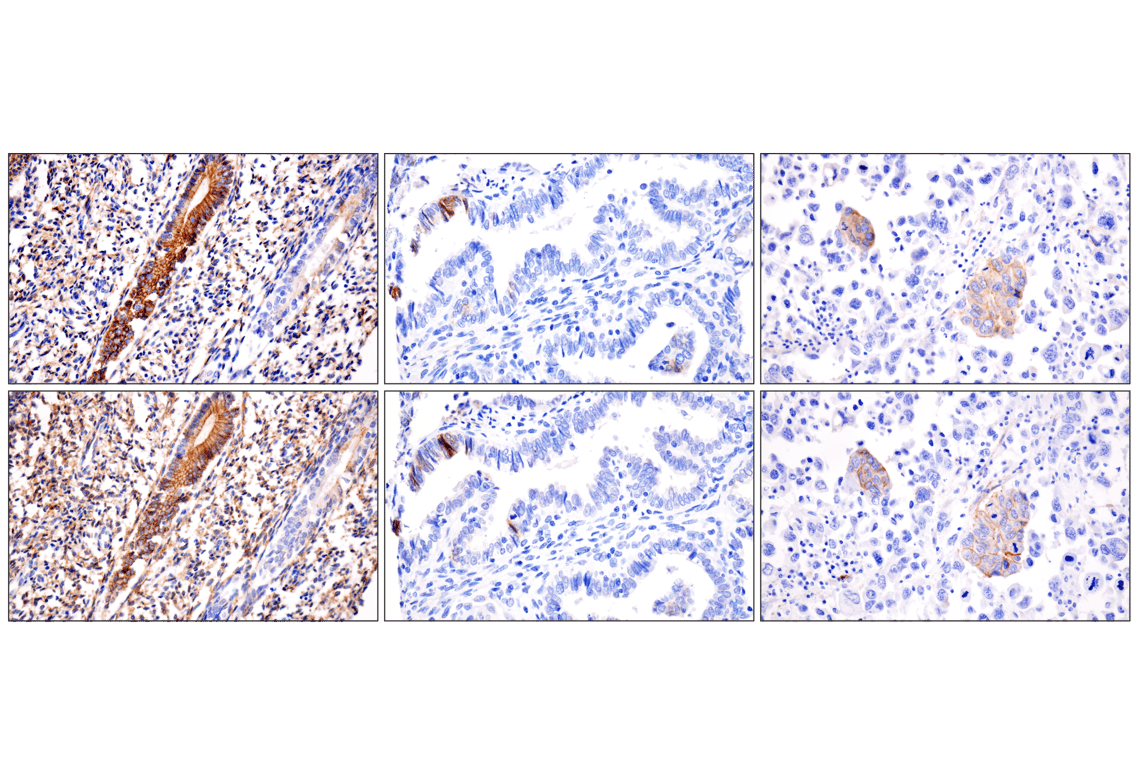 Immunohistochemistry Image 8: N-Cadherin (13A9) Mouse Monoclonal Antibody