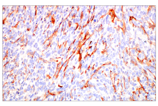 Immunohistochemistry Image 3: TMEM119 (E3W5L) Rabbit Monoclonal Antibody