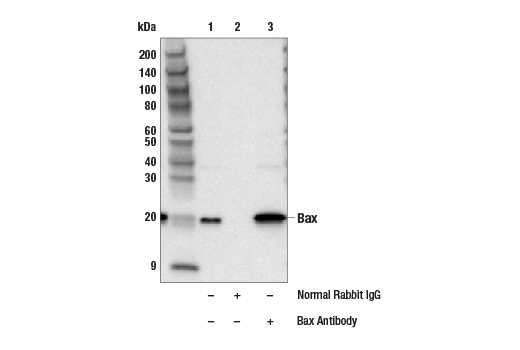 Immunoprecipitation Image 1: Bax Antibody