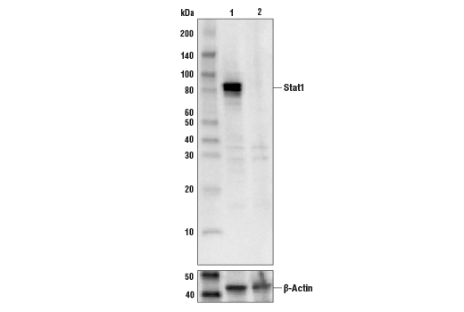 Western Blotting Image 2: Stat1 (D4Y6Z) Rabbit Monoclonal Antibody