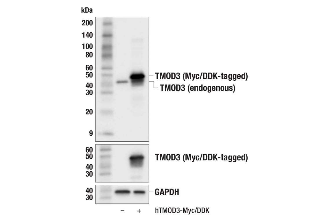 Western Blotting Image 3: TMOD3 (F9M4D) Rabbit Monoclonal Antibody
