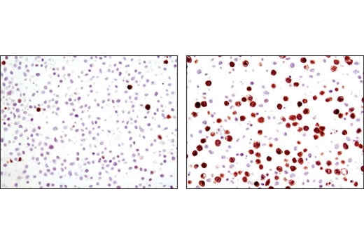 Immunohistochemistry Image 2: Phospho-TCTP (Ser46) Antibody