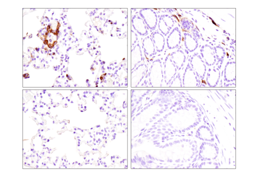 Immunohistochemistry Image 4: Fc-gamma RIIB (D8F9C) Rabbit Monoclonal Antibody (BSA and Azide Free)