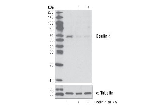undefined Image 3: PhosphoPlus<sup>®</sup> Beclin-1 (Ser30) Antibody Duet