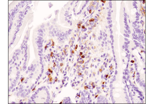 Immunohistochemistry Image 2: CD4 (D7D2Z) Rabbit mAb