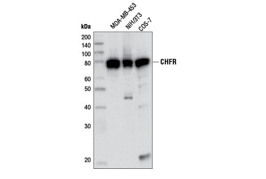 Western Blotting Image 2: CHFR (D40H6) Rabbit Monoclonal Antibody