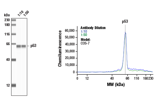 undefined Image 24: Phospho-p53 Antibody Sampler Kit