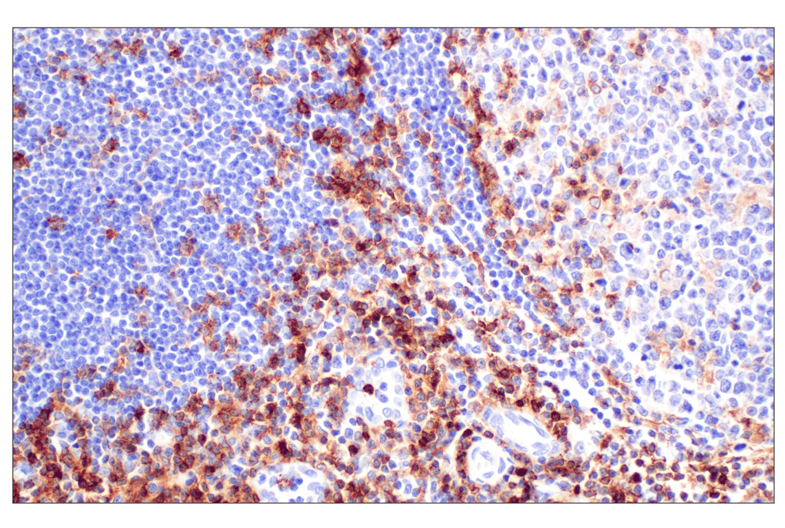 Immunohistochemistry Image 5: CD4 (MSVA-004R) Rabbit Monoclonal Antibody (BSA and Azide Free)