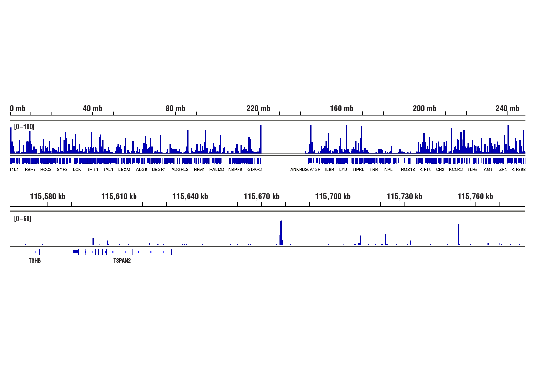 CUT & RUN Image 2: YAP (D8H1X) Rabbit Monoclonal Antibody