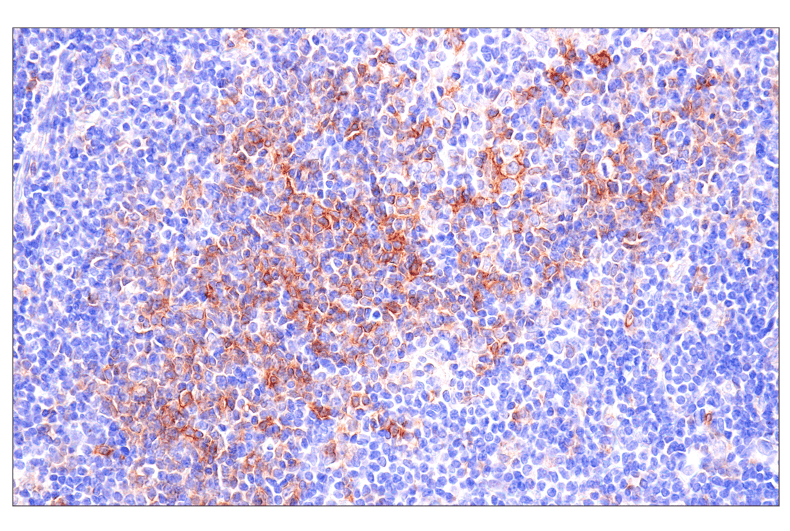 Immunohistochemistry Image 1: Semaphorin-4A (E5N3K) Rabbit Monoclonal Antibody