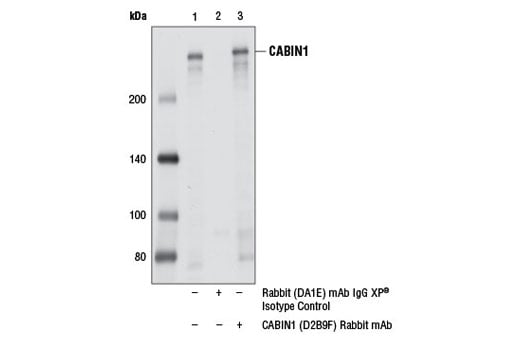 Immunoprecipitation Image 1: CABIN1 (D2B9F) Rabbit Monoclonal Antibody