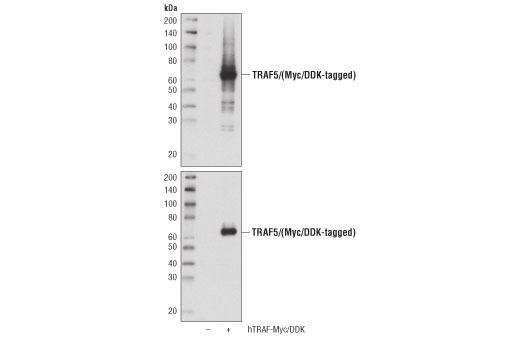 Western Blotting Image 2: TRAF5 (D3E2R) Rabbit Monoclonal Antibody