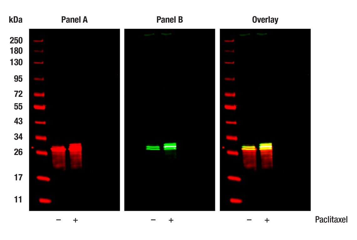 Western Blotting Image 1: Bcl-2 (124) Mouse Monoclonal Antibody