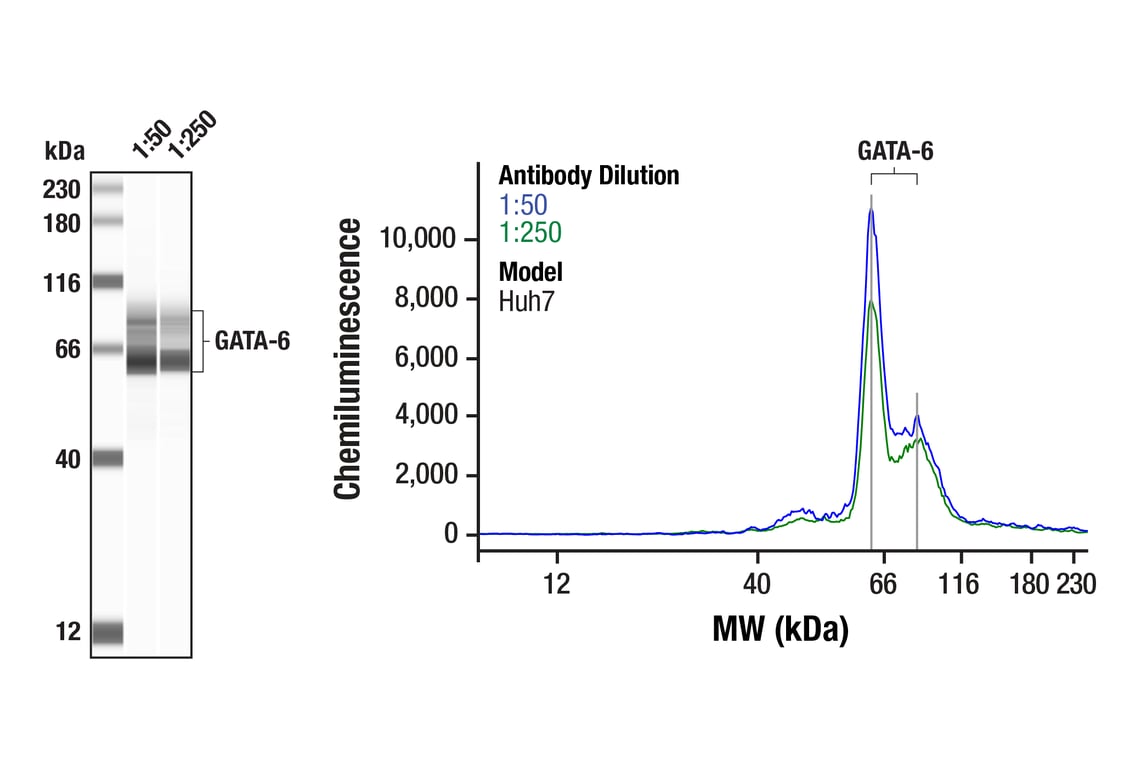 Western Blotting Image 1: GATA-6 (D61E4) Rabbit Monoclonal Antibody