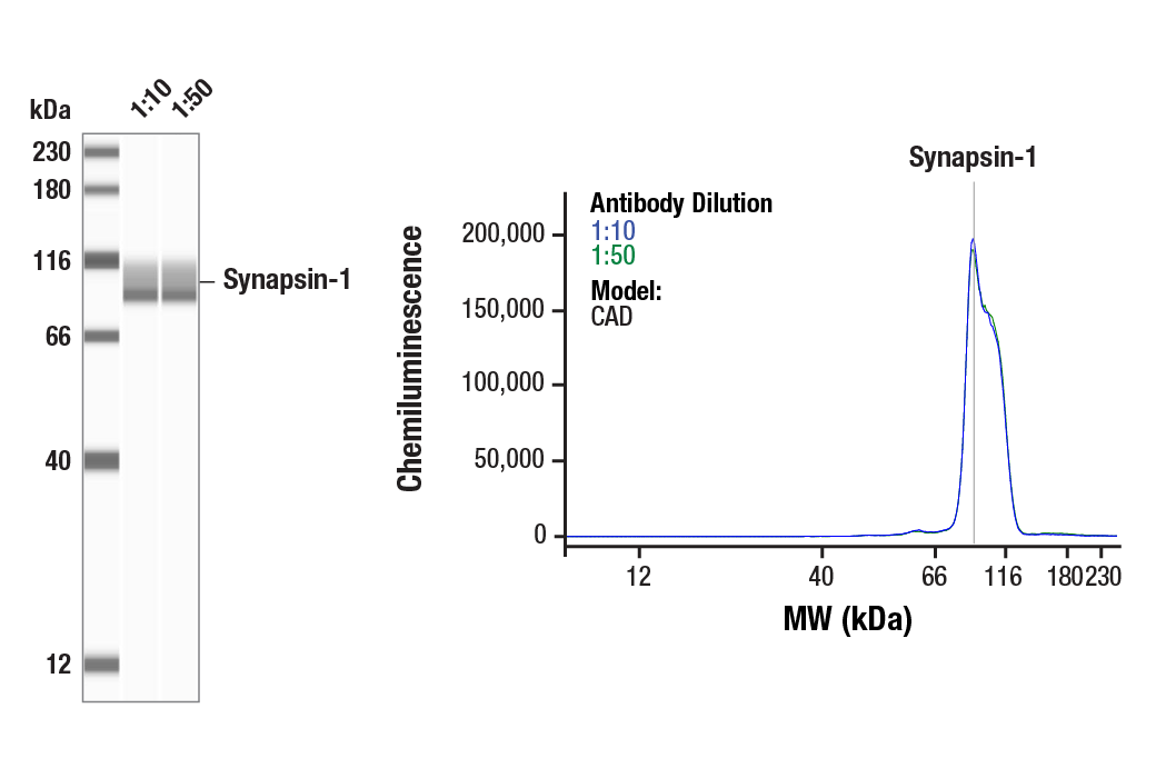 Western Blotting Image 1: Synapsin-1 (D12G5) XP<sup>®</sup> Rabbit mAb