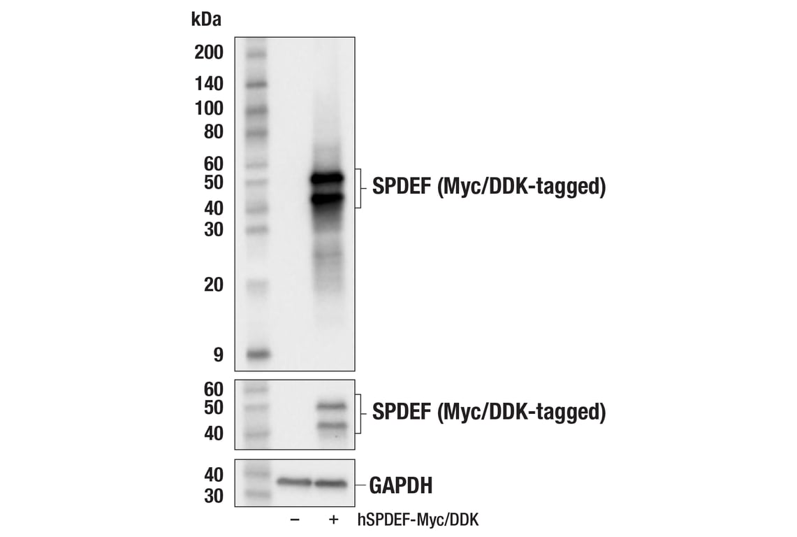 Western Blotting Image 2: SPDEF (F9M9S) Rabbit Monoclonal Antibody
