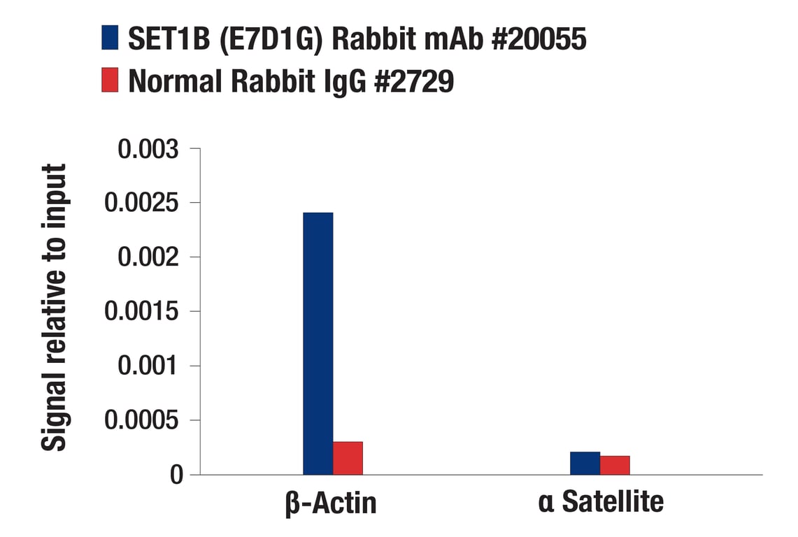 Chromatin Immunoprecipitation Image 1: SET1B (E7D1G) Rabbit Monoclonal Antibody