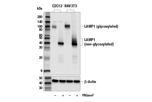 Western Blotting Image 1: LAMP1 (E6N3R) Rabbit mAb