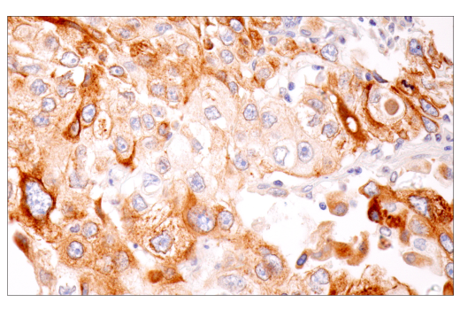 Immunohistochemistry Image 1: Furin (E2Y2F) Rabbit Monoclonal Antibody
