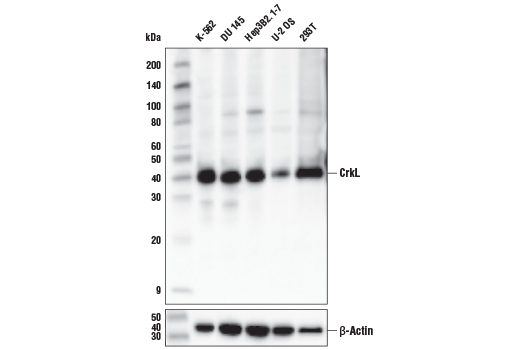 undefined Image 2: PhosphoPlus<sup>®</sup> CrkL (Tyr207) Antibody Duet