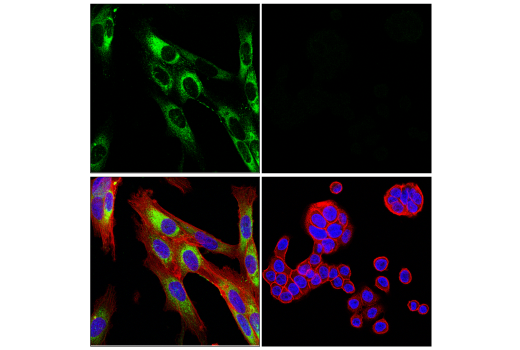 Immunofluorescence Image 1: COL1A1 (E8F4L) Rabbit Monoclonal Antibody (BSA and Azide Free)