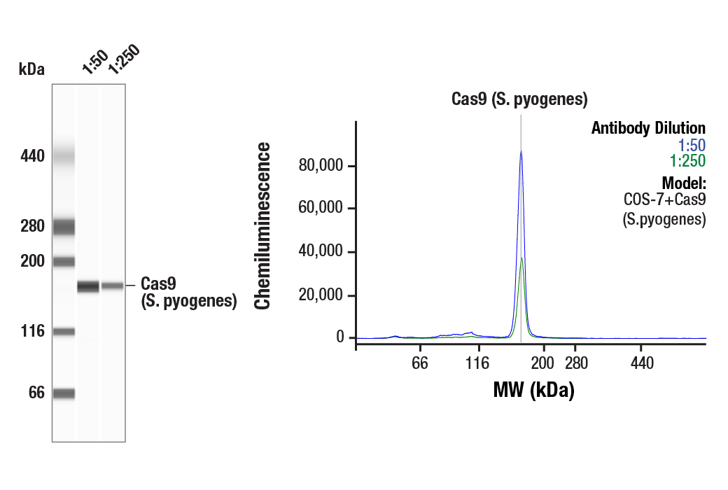 Western Blotting Image 1: Cas9 (<i>S. pyogenes</i>) (D8Y4K) Rabbit Monoclonal Antibody