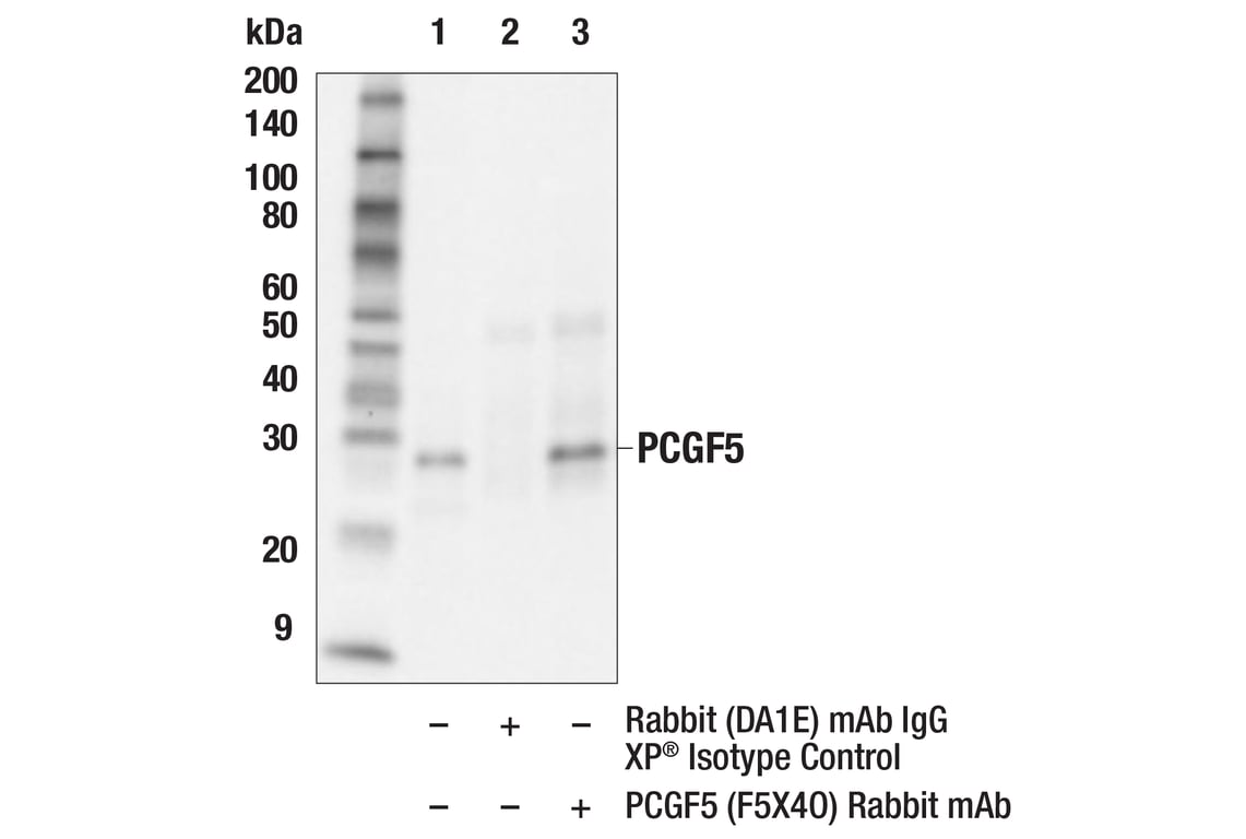 Immunoprecipitation Image 1: PCGF5 (F5X4O) Rabbit Monoclonal Antibody