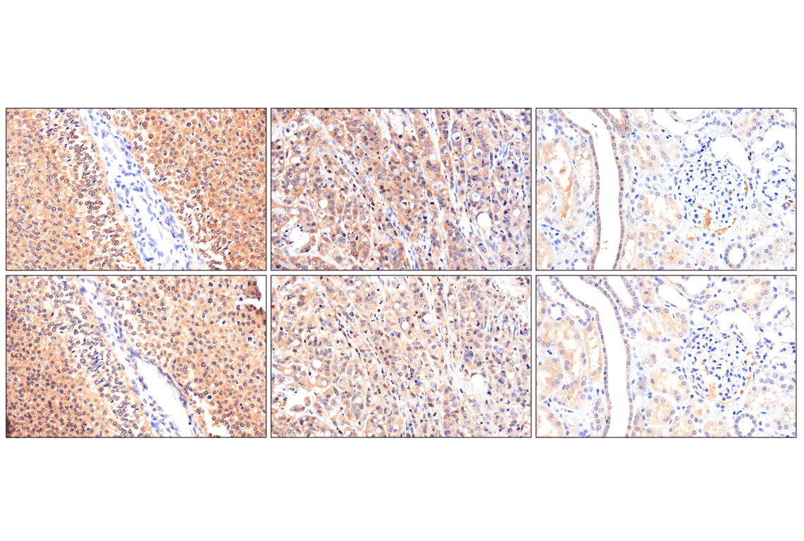 Immunohistochemistry Image 3: Caspase-8 (F5K9P) Rabbit Monoclonal Antibody (BSA and Azide Free)