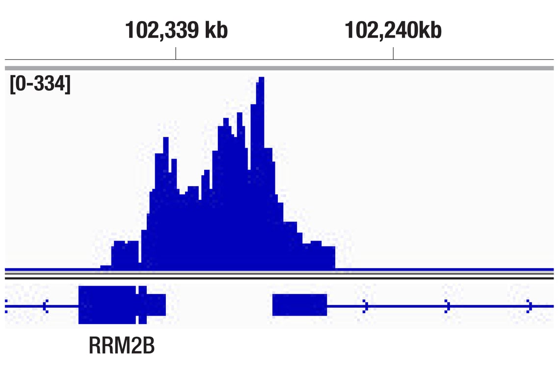 CUT & Tag Image 1: p300 (D2X6N) Rabbit Monoclonal Antibody