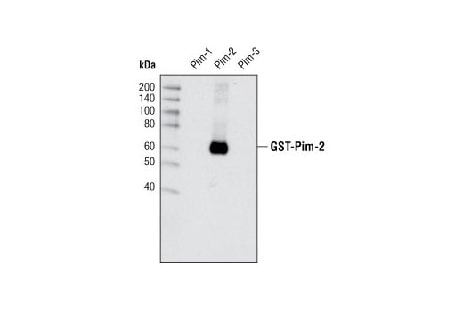 Western Blotting Image 2: Pim-2 (D1D2) Rabbit Monoclonal Antibody