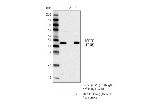 Immunoprecipitation Image 1: TCPTP (TC45) (D7T7D) Rabbit Monoclonal Antibody