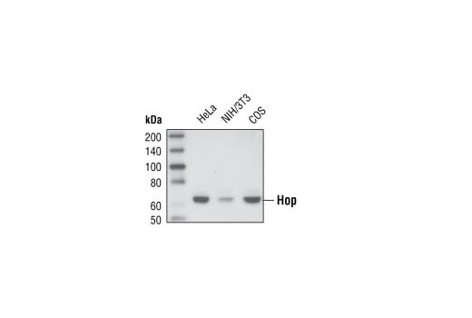 Western Blotting Image 1: Hop Antibody